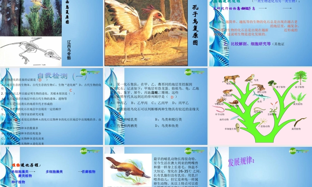 八年级生物下册 第22章第2节 生物进化的历程课件课件 苏科版 课件