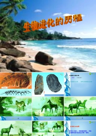 八年级生物下册 第22章第2节 生物进化的历程课件课件 苏科版 课件