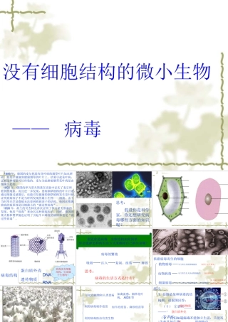 七年级生物 没有细胞结构的微小生物 病毒 课件
