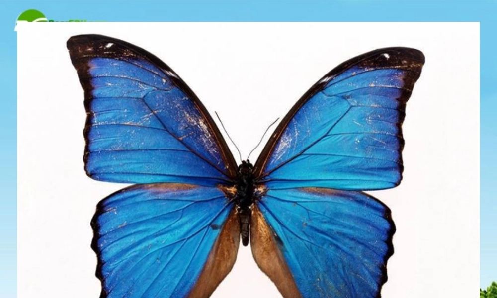 八年级语文下册 (叫三声夸克)优秀实用课件 苏教版 课件