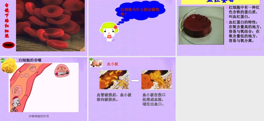 七年级生物下册 第四单元第四章第一节流动的组织血液部件 人教新课标版 课件