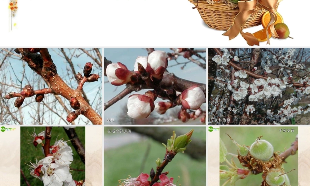 七年级生物上册 第二章第三节(开花和结果)课件 人教新课标版 课件