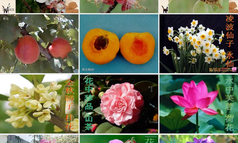 七年级生物上册 第二章第三节(开花和结果)课件 人教新课标版 课件