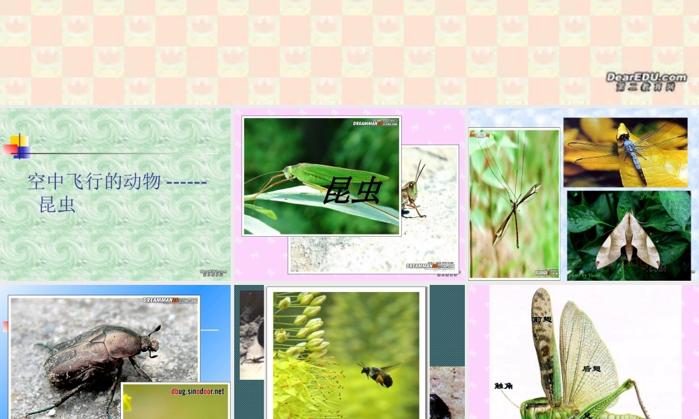 八年级上册空中飞行的动物-昆虫一 课件