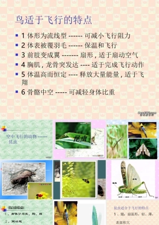 八年级上册空中飞行的动物-昆虫一 课件
