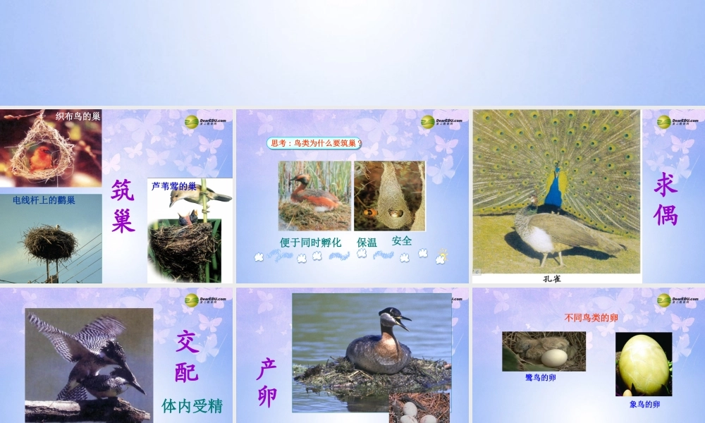 八年级生物上册 鸟的生殖和发育课件 济南版 课件