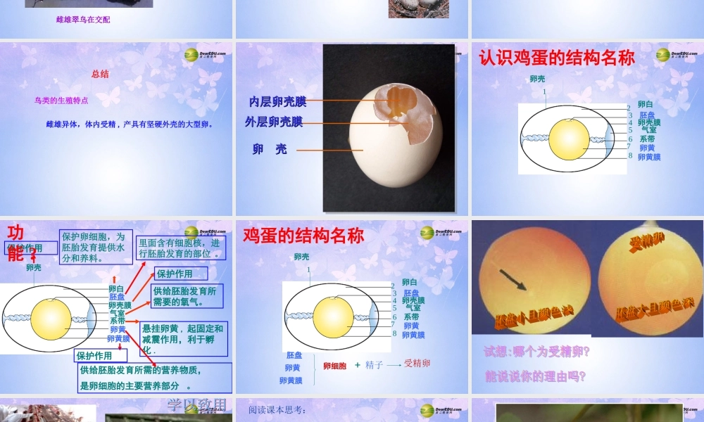 八年级生物上册 鸟的生殖和发育课件 济南版 课件