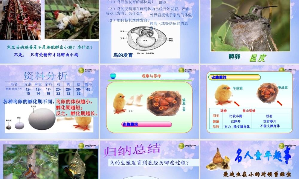 八年级生物上册 鸟的生殖和发育课件 济南版 课件