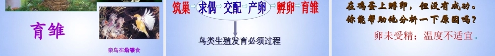 八年级生物上册 鸟的生殖和发育课件 济南版 课件