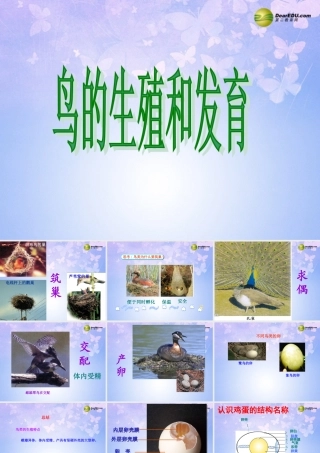 八年级生物上册 鸟的生殖和发育课件 济南版 课件