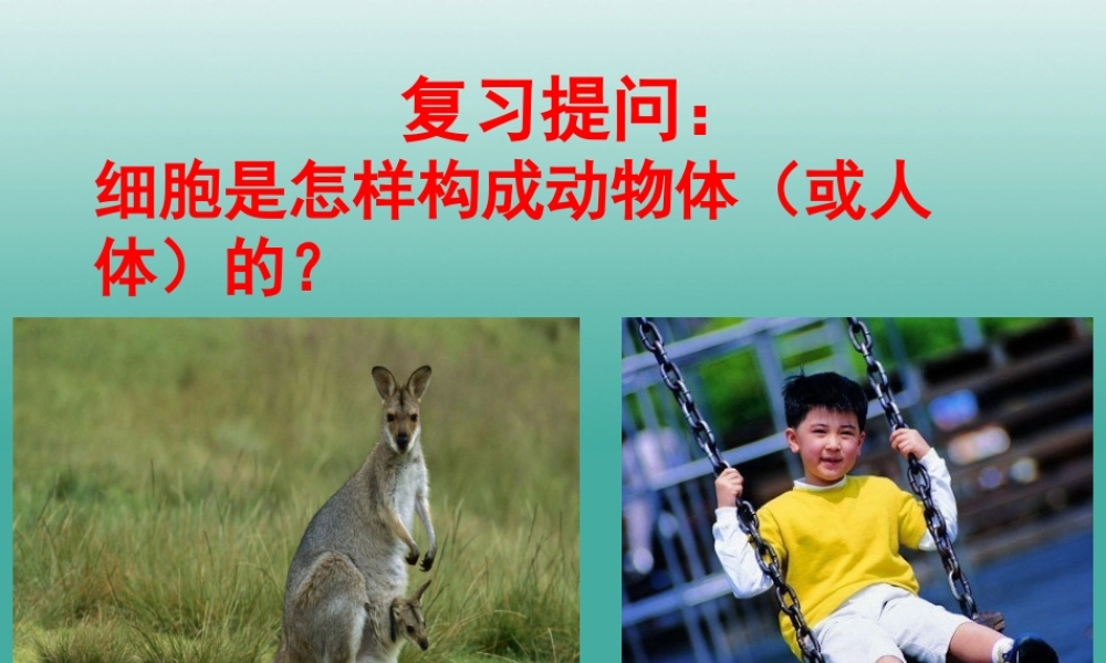 七年级生物上册 第二单元 第二章 第三节 植物体的结构层次课件3 (新版)新人教版 课件