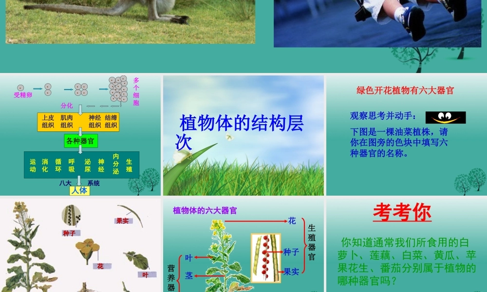 七年级生物上册 第二单元 第二章 第三节 植物体的结构层次课件3 (新版)新人教版 课件