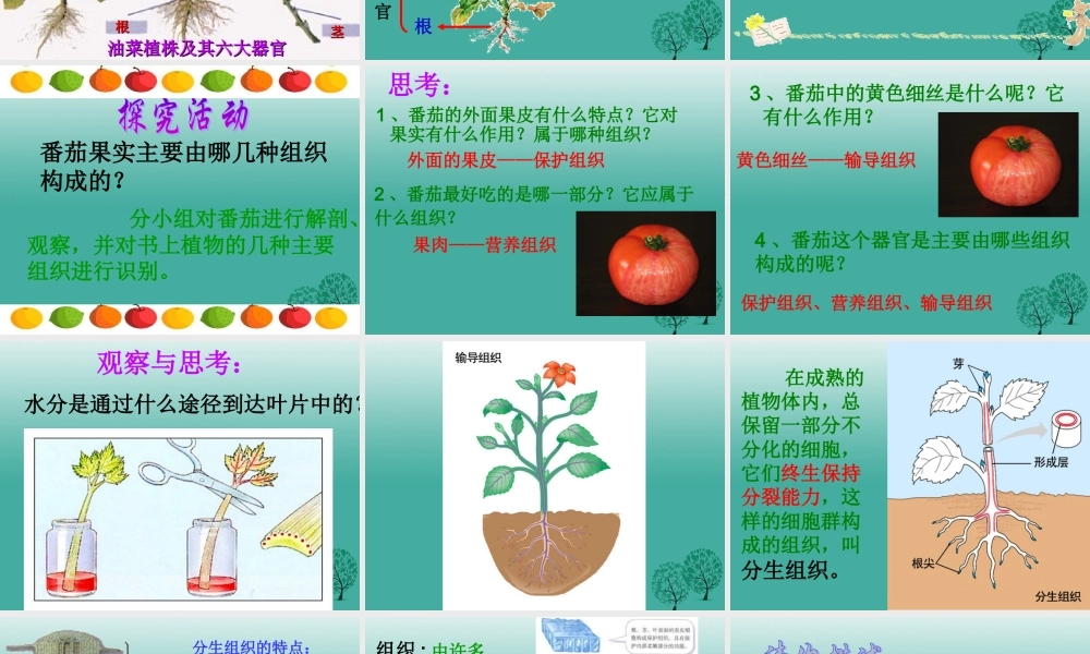 七年级生物上册 第二单元 第二章 第三节 植物体的结构层次课件3 (新版)新人教版 课件
