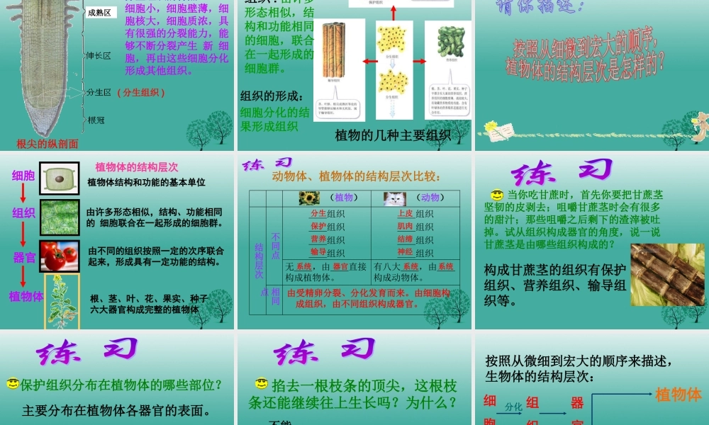 七年级生物上册 第二单元 第二章 第三节 植物体的结构层次课件3 (新版)新人教版 课件