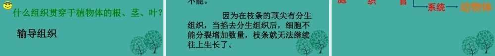 七年级生物上册 第二单元 第二章 第三节 植物体的结构层次课件3 (新版)新人教版 课件