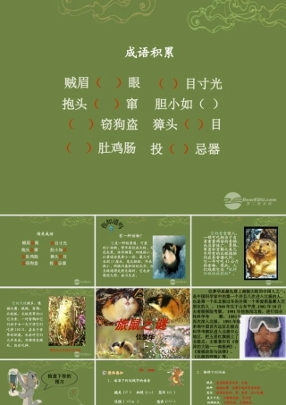 八年级语文下册 13 旅鼠之谜课件 新人教版 学案