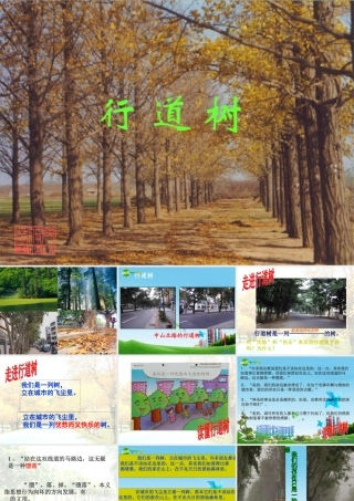 七年级语文上册(行道树)优秀课件(29页) 人教新课标版 课件
