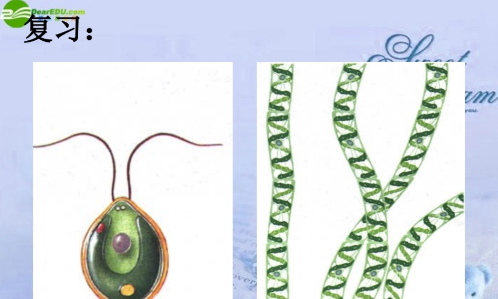 七年级生物上册 第二节种子植物课件 人教新课标版 课件