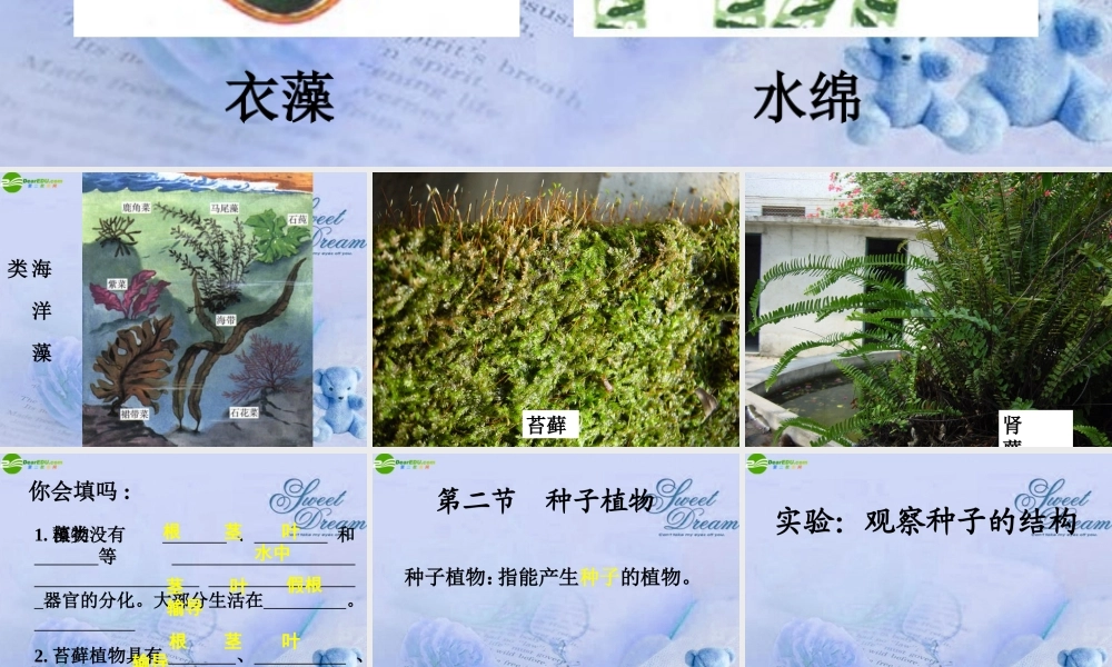 七年级生物上册 第二节种子植物课件 人教新课标版 课件