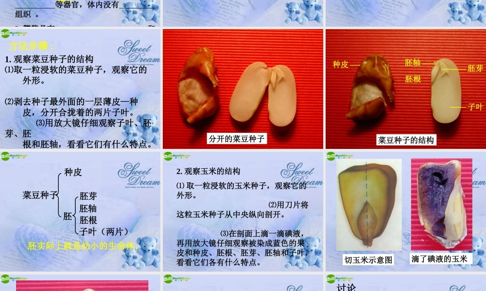 七年级生物上册 第二节种子植物课件 人教新课标版 课件