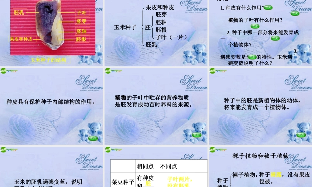 七年级生物上册 第二节种子植物课件 人教新课标版 课件