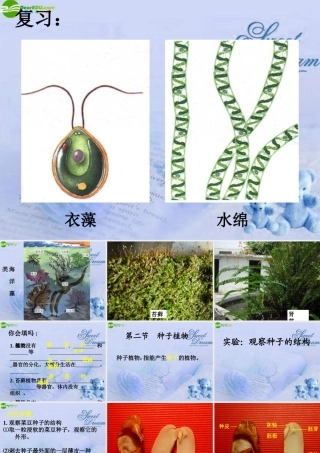 七年级生物上册 第二节种子植物课件 人教新课标版 课件