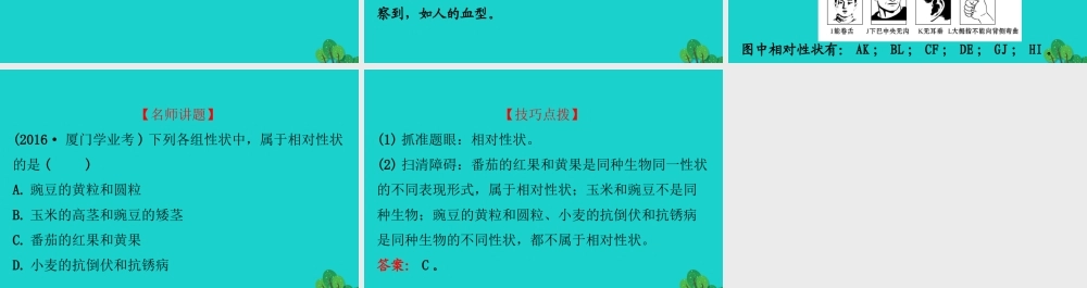 八年级生物下册 7.2.1基因控制生物的性状习题课件(新版)新人教版 课件
