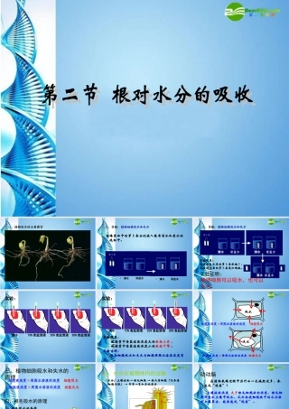 八年级生物上册 根对水分的吸收课件 冀教版 课件