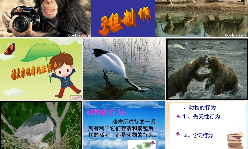 八年级生物上册 生物先天性行为和学习行为课件 人教新课标版 课件