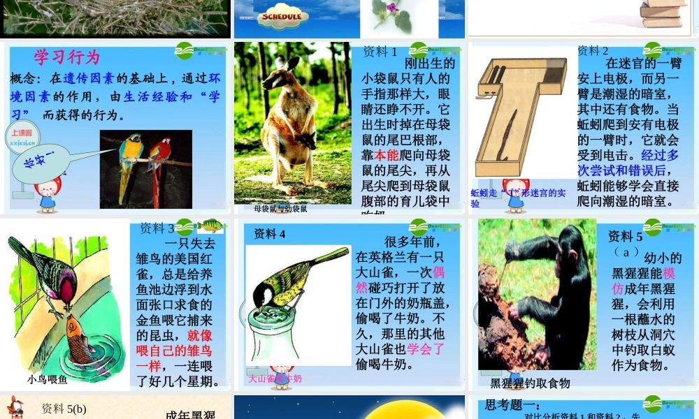 八年级生物上册 生物先天性行为和学习行为课件 人教新课标版 课件