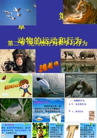 八年级生物上册 生物先天性行为和学习行为课件 人教新课标版 课件