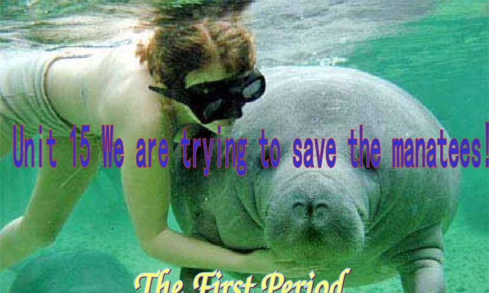 九年级英语Unit15 We are trying to save the manatees课件 人教新目标版 课件