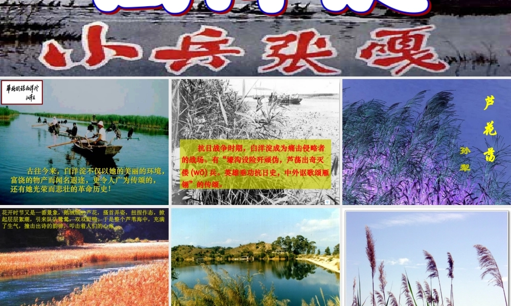 八年级语文上册 (芦花荡)优秀实用课件 人教新课标版 课件