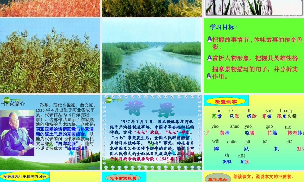 八年级语文上册 (芦花荡)优秀实用课件 人教新课标版 课件