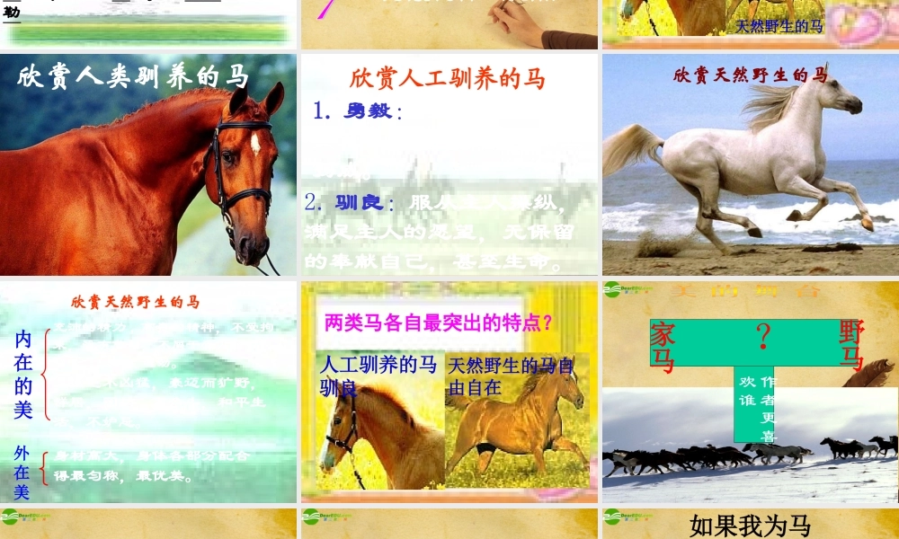 七年级语文下册(马)教学课件 人教新课标版 课件