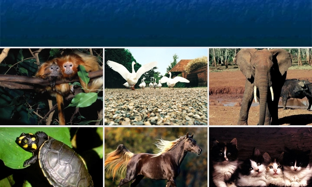 动物体的结构层次七年级生物上册 课件