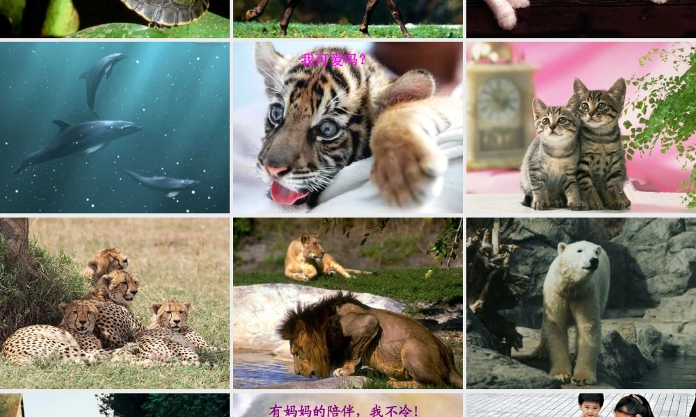 动物体的结构层次七年级生物上册 课件