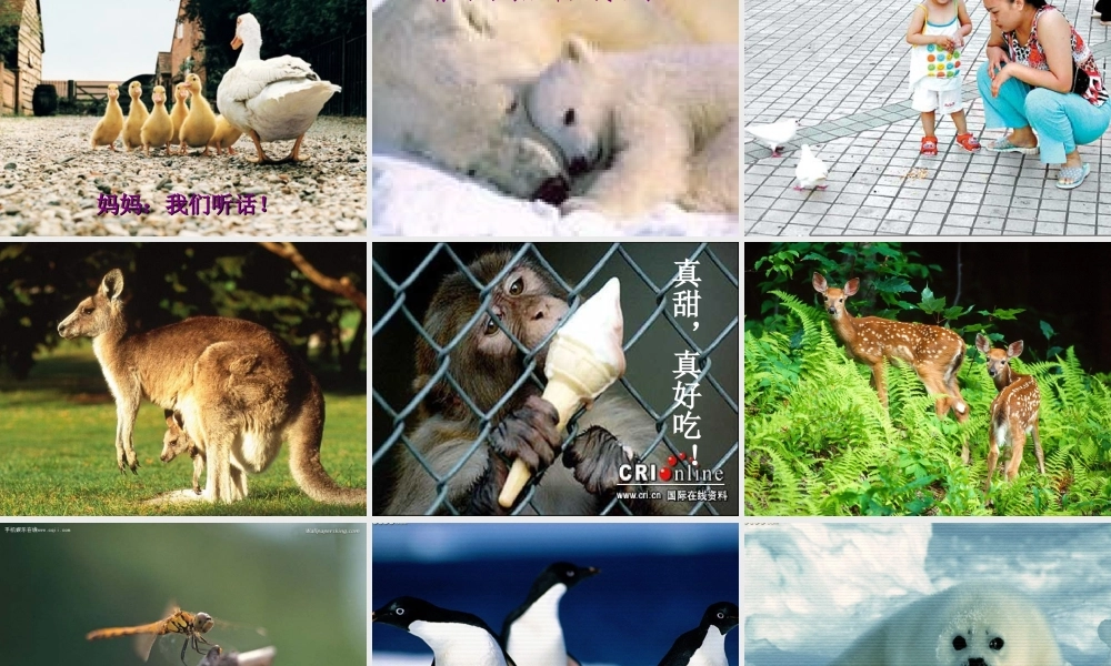 动物体的结构层次七年级生物上册 课件