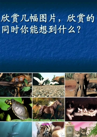 动物体的结构层次七年级生物上册 课件