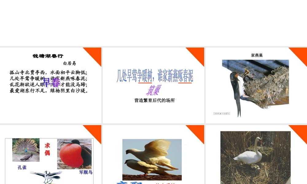 八年级生物下册 第二章第三节鸟的生殖和发育课件