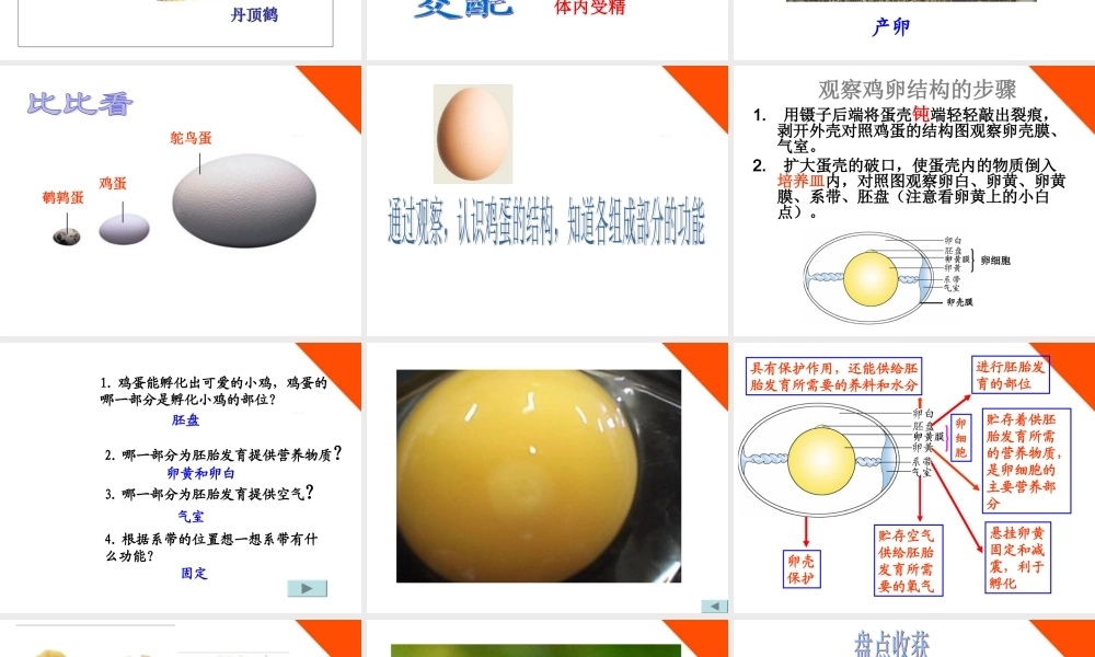 八年级生物下册 第二章第三节鸟的生殖和发育课件