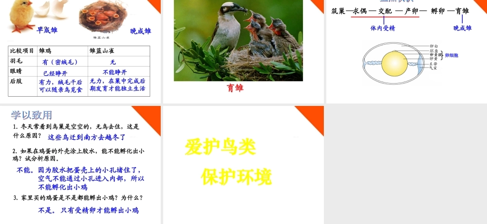 八年级生物下册 第二章第三节鸟的生殖和发育课件