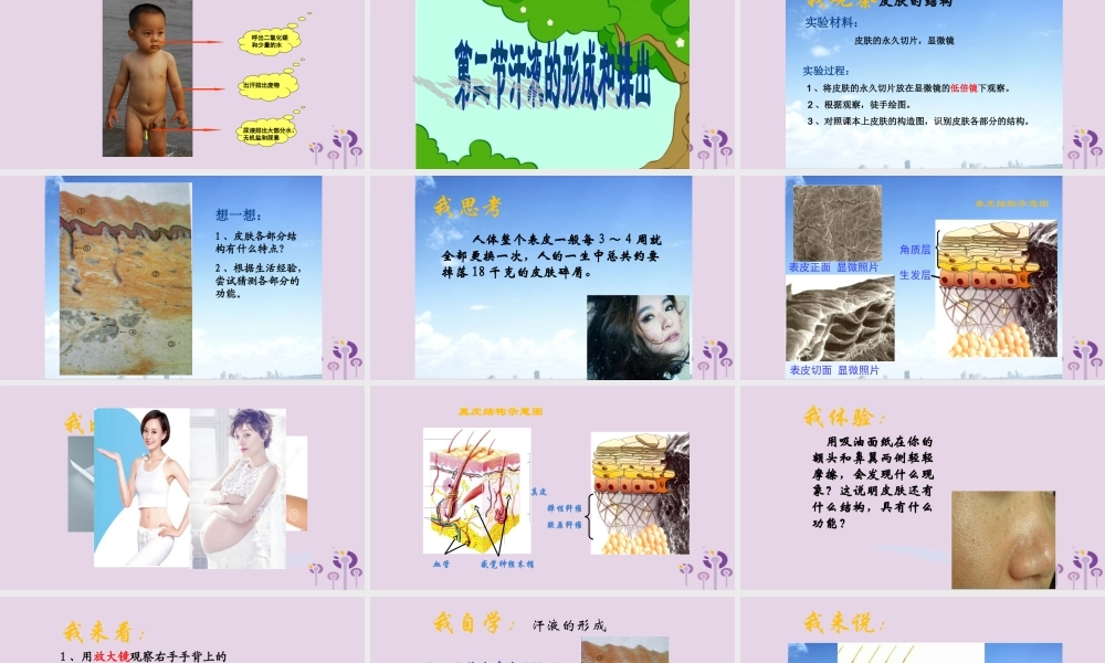 七年级生物上册 4.5.2汗液的形成和排出课件 鲁科版五四制 七年级生物上册 4.5.2汗液的形成和排出课件+素材 鲁科版五四制