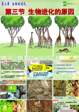 八年级生物下册 第三节 生物进化的原因课件 人教新课标版 课件