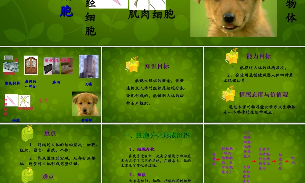 八年级生物下册 第七单元 第一章 第四节 鸟的生殖和发育课件2 新人教版 课件