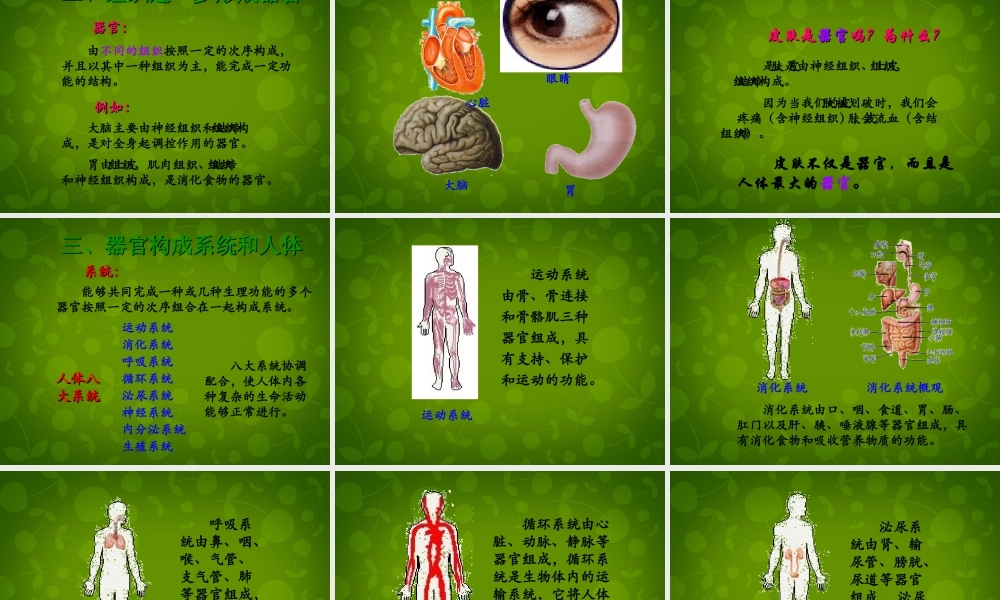 八年级生物下册 第七单元 第一章 第四节 鸟的生殖和发育课件2 新人教版 课件
