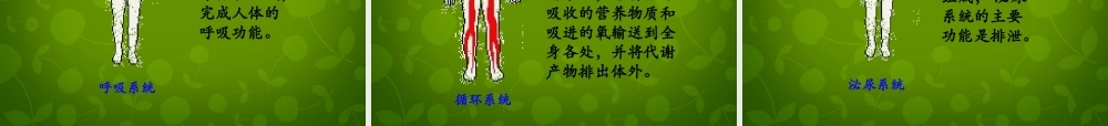 八年级生物下册 第七单元 第一章 第四节 鸟的生殖和发育课件2 新人教版 课件