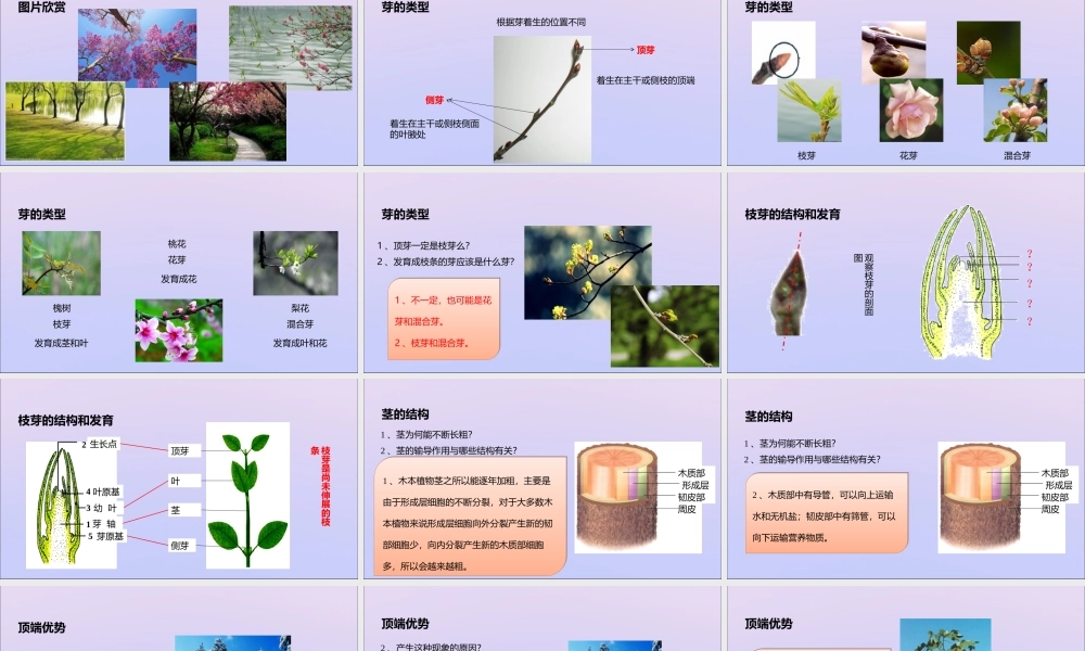 八年级生物上册 第四单元 物种的延续 第一章 绿色开花植物的一生 第六节 芽的类型和发育课件(新版)济南版 课件