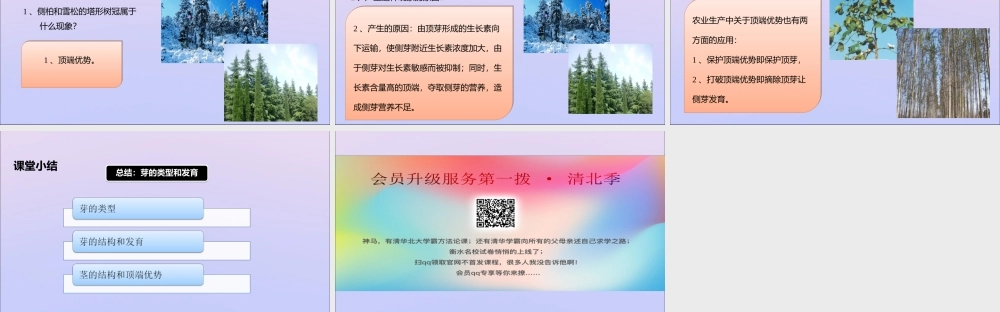 八年级生物上册 第四单元 物种的延续 第一章 绿色开花植物的一生 第六节 芽的类型和发育课件(新版)济南版 课件