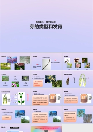 八年级生物上册 第四单元 物种的延续 第一章 绿色开花植物的一生 第六节 芽的类型和发育课件(新版)济南版 课件